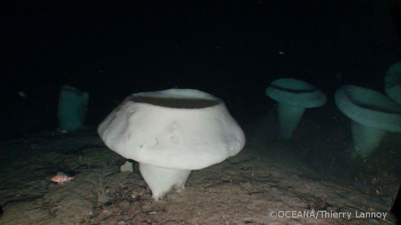 © OCEANA - Thierry Lannoy