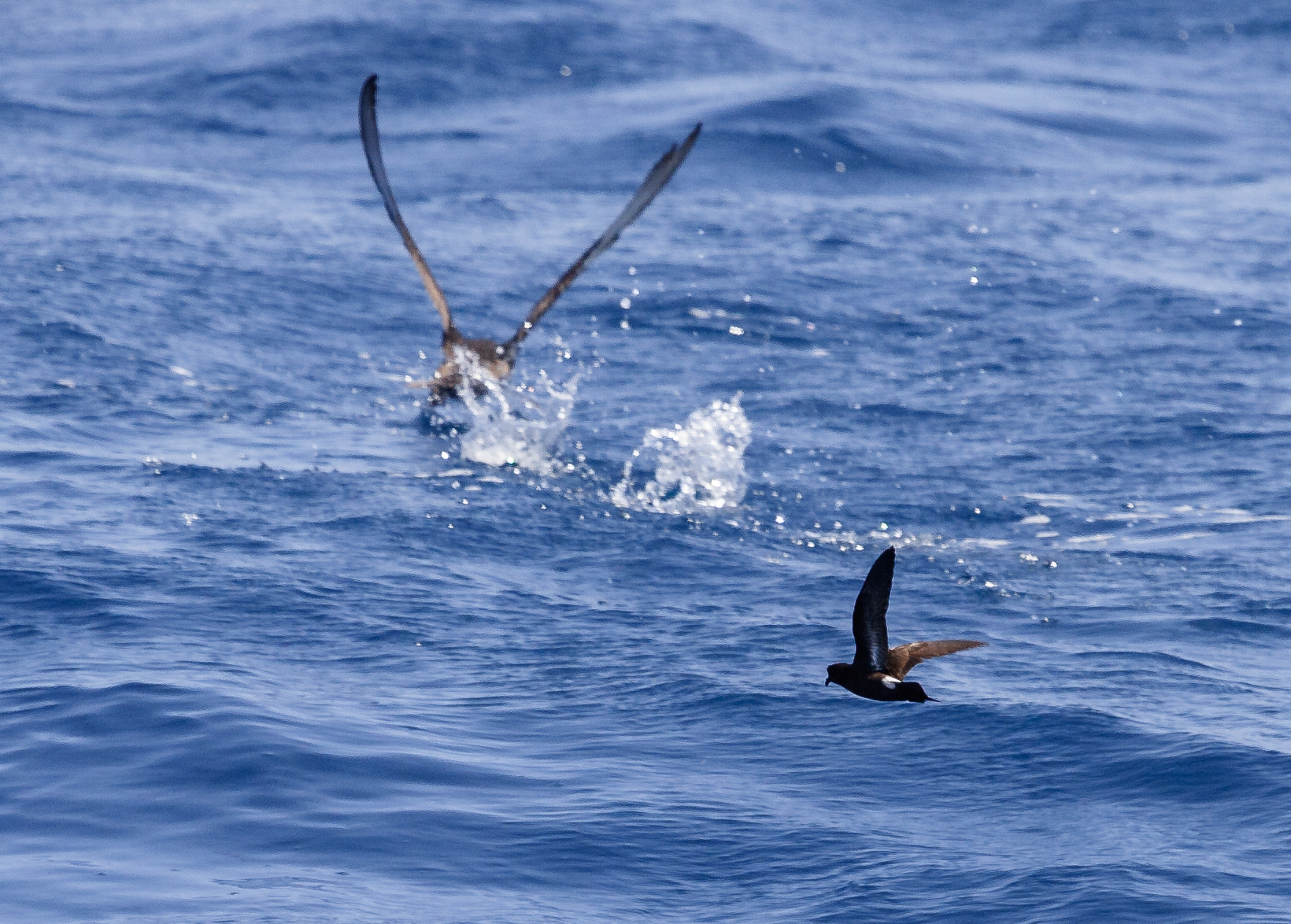 Hydrobates y P. mauretanicus © SEO/BirdLife - José Manual Arcos 