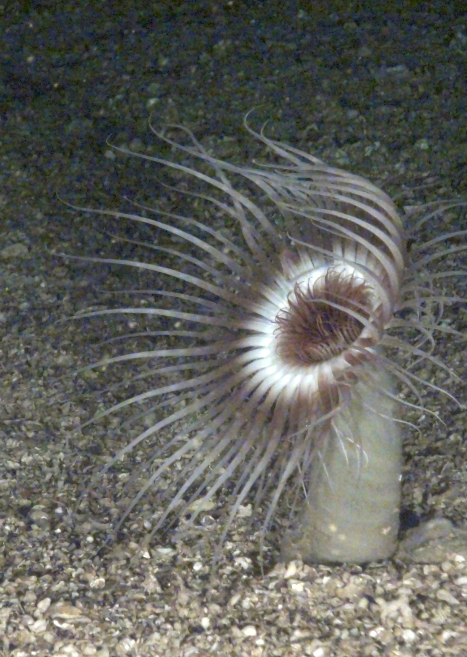 Cerianthus en fondos de cascajo (207 m) (C) INDEMARES Universidad de Málaga