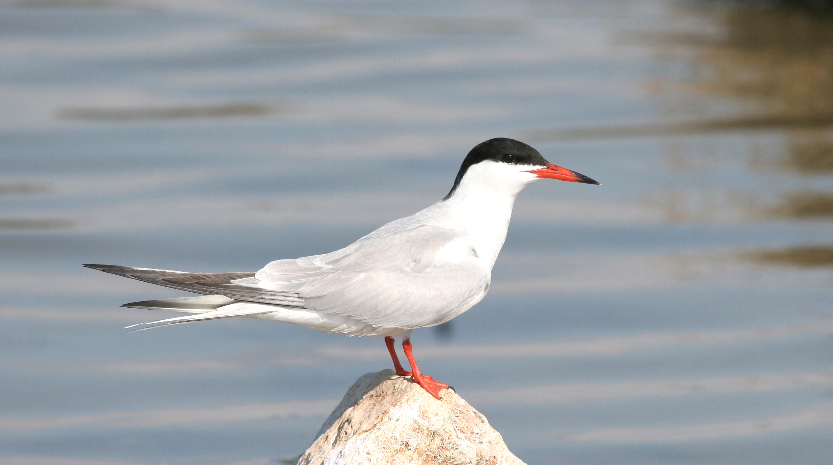 Carran Común (C) SEO/Jose Manuel Arcos
