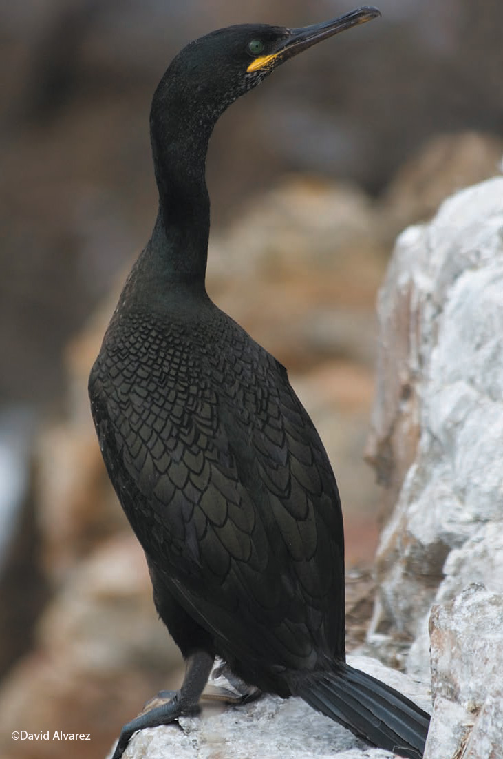 Cormoran moñudo © David Alvarez