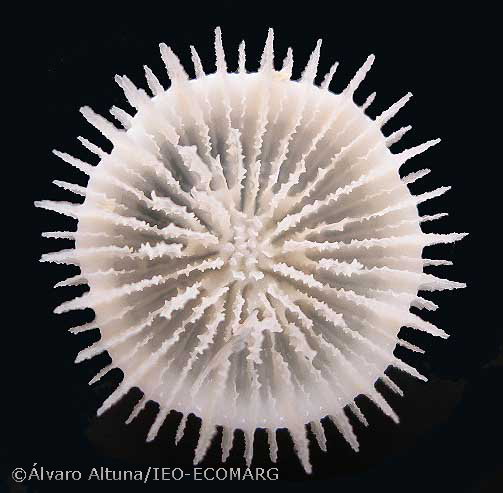 Deltocyathus eccentricus (c) IEO-Alvaro Altuna