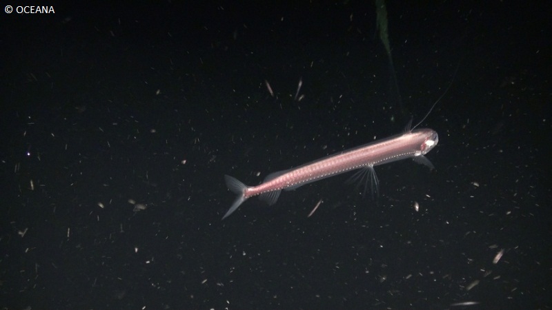 Chaulodius sloani ©OCEANA