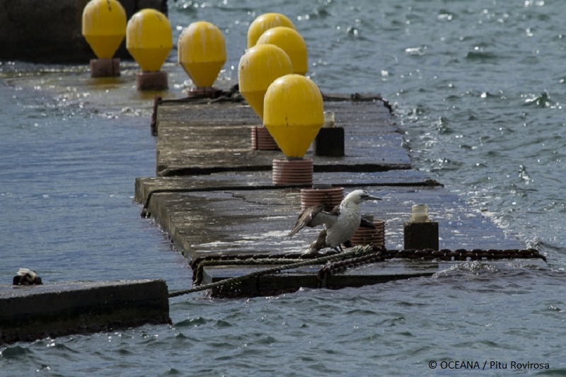 Alcatraz herido en Almerimar ©OCEANA / Pitu Rovirosa