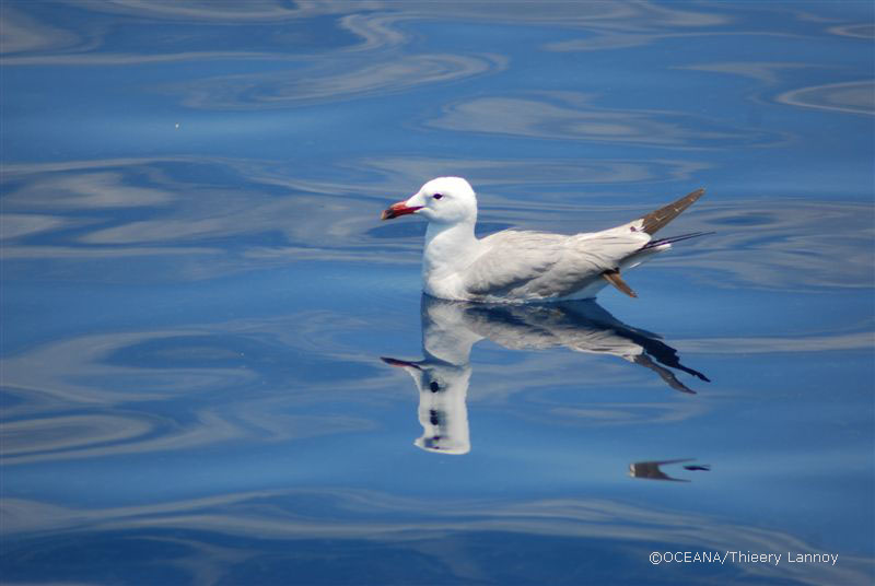 ©OCEANA/Thierry Lannoy