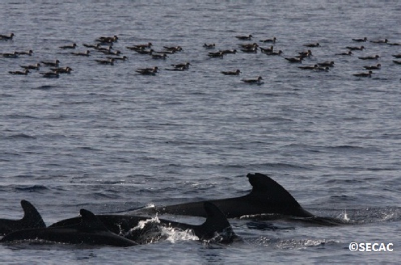 Calderones tropicales (Globicephala macrorhynchus) con una balsa de pardelas al fondo