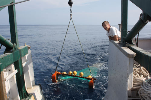 Buen lance el de esta mañana. Los grandes animales rojizos son las holoturias (Parastichopus regalis) -espardeñas-, pero aparte hay muchas especies interesantes. Foto: Marta Pola