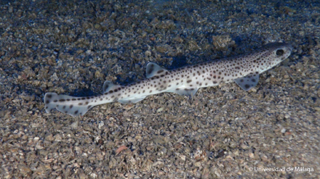 Los fondos blandos son en general monótonos. De vez en cuando aparece un pez, como esta pintarroja. Foto: Universidad de Málaga.