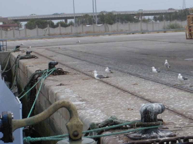 Gaviotas “a terra...”. El empirismo popular nunca se equivoca. El muelle se puso muy concurrido para el lucimiento de las habilidades de los láridos ©IEO