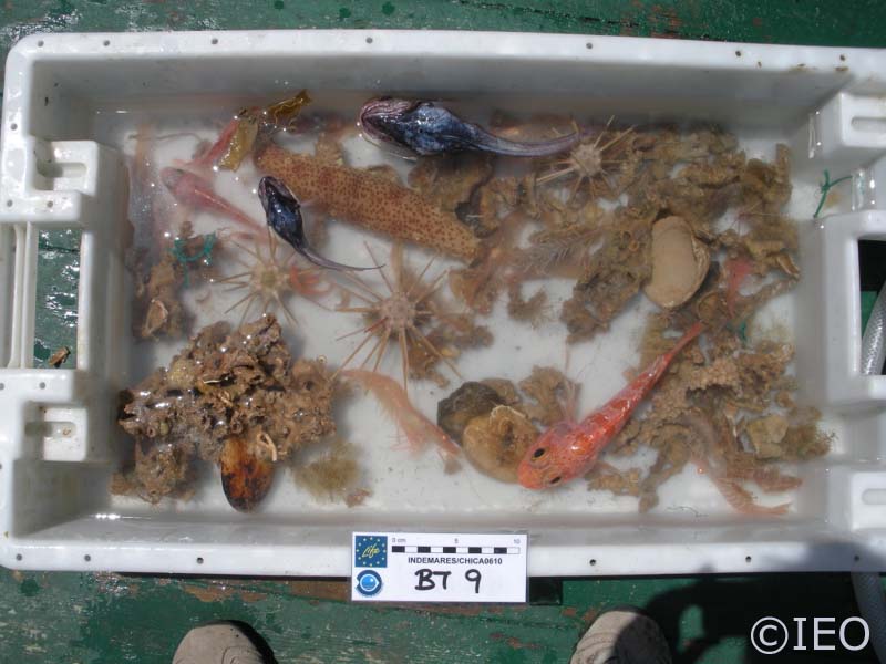 Cubeta conteniendo el resultado del arrastre con beam trawl en la zona de Albolote. Podemos observar la presencia de equinoideos, peces, ofiuroideos, decápodos, anémonas, hidrozoos, corales y zoantarios, entre otros. Una biodiversidad verdaderamente singu