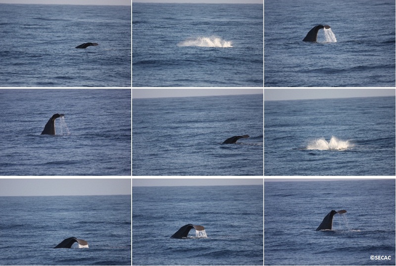 Registro gráfico de prolongadas percusiones caudales exhibidas por un cachalote (Physeter macrocephalus) ©SECAC