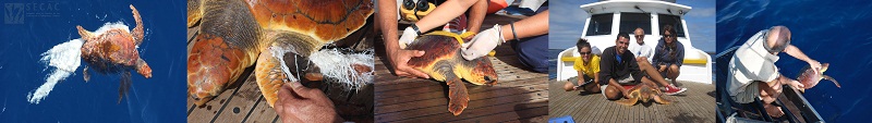 Rescate, toma de medidas y liberación de una tortuga boba (Caretta caretta) ©SECAC