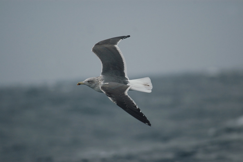 Gaviota sombría (Larus fuscus) © SEO/BirdLife - Juan Bécares