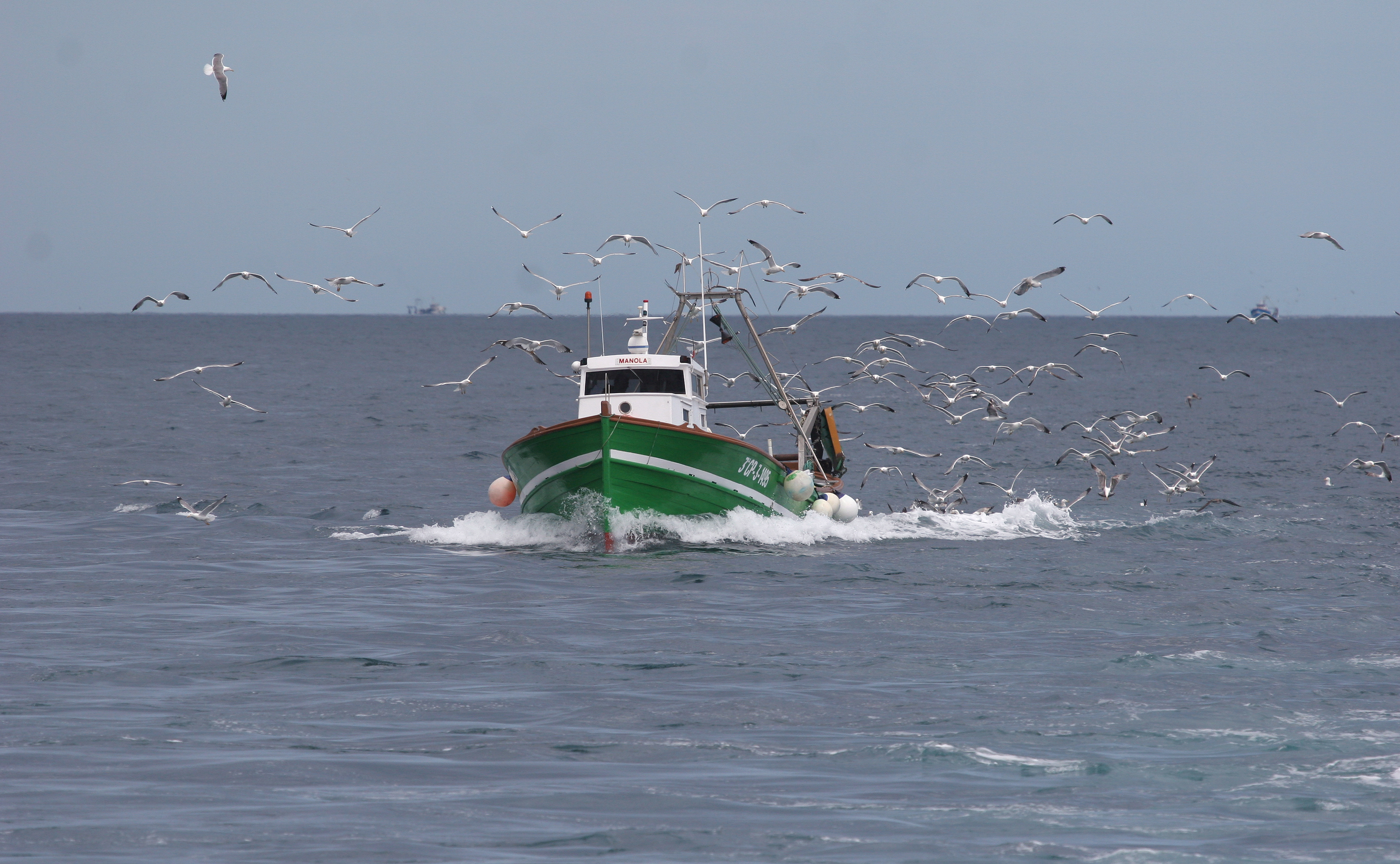 Gaviotas y barco (C) SEO/ Pep Arcos