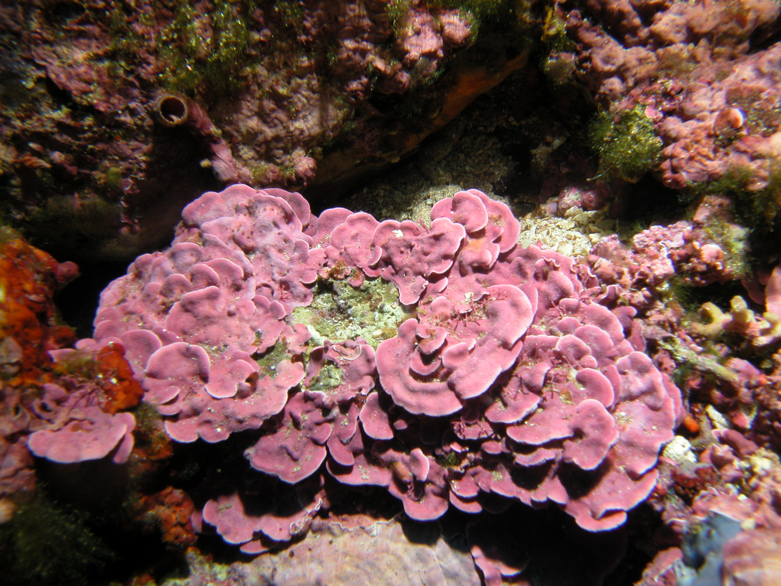 Mesophyllum © D. Kersting