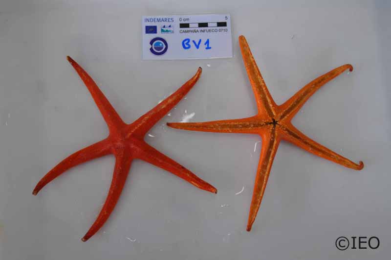 Narcissia canariensis © IEO