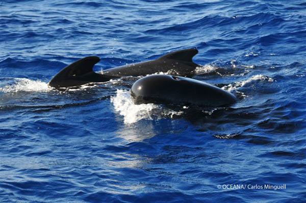 Seco de los Olivos Julio 2011 © OCEANA