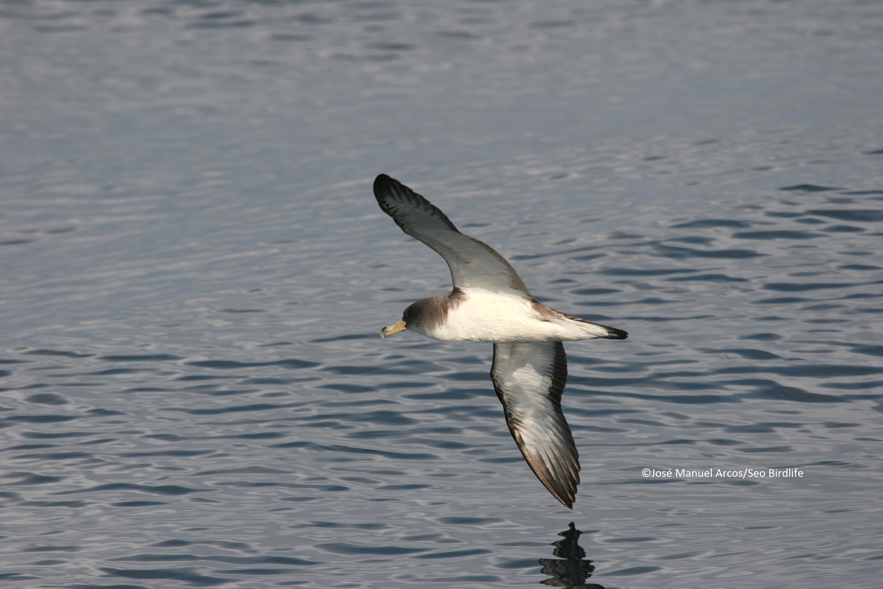 © SEO/BirdLife - J.M. Arcos