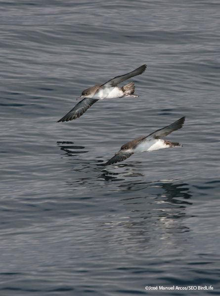 Pardela mediterranea en el Cap de Creus © José Manuel Arcos