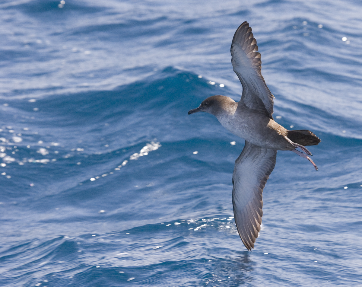 © SEO/BirdLife - JMArcos