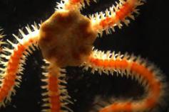 Amphiuridae indeterminado © IEO