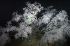 Antipathella subpinnata © CSIC