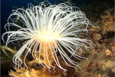 Imagen de un ceriantario en el fondo marino