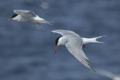 Charrán comun © SEO/BirdLife - Beneharo Rodriguez