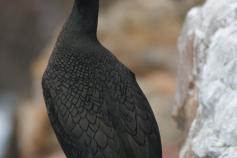 Cormoran moñudo © David Alvarez