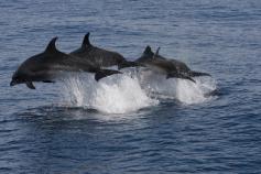 DELFINES MULARES © SECAC