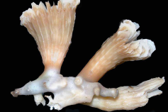 Desmophyllum cristagalli (c) IEO- Alvaro Altuna