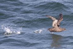 Sooty Shearwater (Puffinus griseus) ©B. Rodríguez/SEO BirdLife