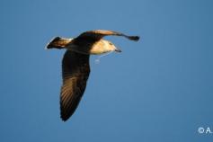 Gaviota patiamarilla (Larus Michahellis). Ejemplar juvenil con restos de arte de pesca en su pico. A.Acero ©SEO/BirdLife