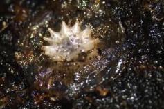 (Briozoa) indeterminado ©IEO