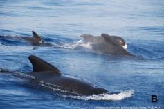 Calderones comunes (Globicephala melas) ©CEMMA