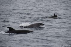 Delfín mular / Bottlenose dolphin (Tursiops truncatus) ©CEMMA