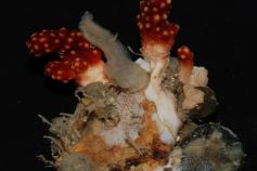 Un ejemplo de lo que como se aprovecha el espacio cuando se puede colonizar: una pequeña piedra en la que ya no cabe nadie más / An example of how to take advantage of the space when colonization is possible: a small stone where nobody else can get fit ©I