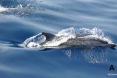 Delfines listados (Stenella coueruleoalba) ©CEMMA