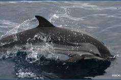 Delfín listado (Stenella coeruleoalba)