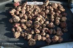 Los rodolitos son concreciones formadas por algas calcáreas y otros organismos, que tapizan gran parte de la plataforma de Alborán. Foto: Agustín Barrajón.