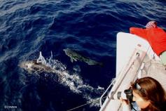 Equipo de la CEMMA grabando en vídeo y sacando fotografías durante varios avistamiento ©CEMMA