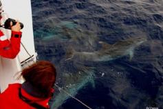 Equipo de la CEMMA grabando en vídeo y sacando fotografías durante varios avistamientos ©CEMMA