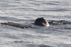 Exhibiciones observadas de un cachalote (Physeter macrocephalus) ©SECAC