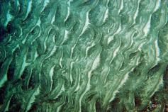 Fondos sedimentarios del eje de los cañones con fuerte presencia de (ripples) en los sedimentos ©IEO