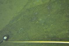 Fotografía submarina obtenida por el VOR en la falda del volcán de fango Albolote en el que se observa una peligrosa red de arrastre de un arte de pesca abandonado en el fondo del mar © IEO