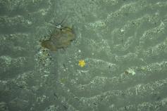 Fotografía tomada con el VOR APHIA 2012 sobre la superficie de uno de los canales contorníticos existentes en el caladero del Laberinto. Se aprecia la abundancia de estructuras sedimentarias debidas a las fuertes corrientes de fondo que han excavado dicho