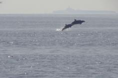 Delfines mulares (Tursipos truncatus) frente a la Isla de Alborán ©ALNITAK