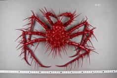 Cangrejo espinoso, probablemente (Neolithodes grimaldii) © IEO