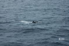 Rorcual común avistado en la campaña © Javier Veiga