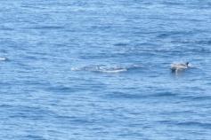 Avistamiento de un grupo de delfines. El día ha sido prolijo en avistamientos. Hasta tres ocasiones hubo de verlos ©IEO